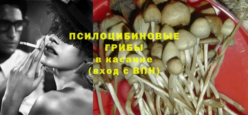 закладка  Жирновск  Галлюциногенные грибы Psilocybine cubensis 